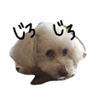 愛犬モコのスタンプ（個別スタンプ：6）