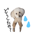 愛犬モコのスタンプ（個別スタンプ：7）