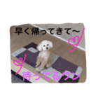 愛犬モコのスタンプ（個別スタンプ：11）