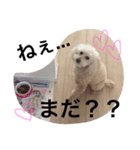 愛犬モコのスタンプ（個別スタンプ：12）