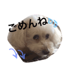 愛犬モコのスタンプ（個別スタンプ：15）