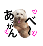 愛犬モコのスタンプ（個別スタンプ：16）