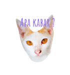 Luna face（個別スタンプ：1）