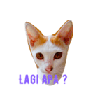 Luna face（個別スタンプ：10）