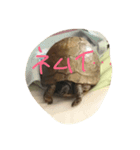 カメ辞めました（個別スタンプ：1）