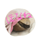 カメ辞めました（個別スタンプ：5）