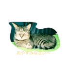 my cats  STAMP（個別スタンプ：1）