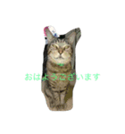 my cats  STAMP（個別スタンプ：2）