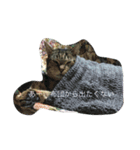 my cats  STAMP（個別スタンプ：3）