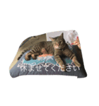 my cats  STAMP（個別スタンプ：4）