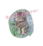 my cats  STAMP（個別スタンプ：5）