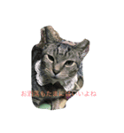 my cats  STAMP（個別スタンプ：8）