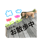 woodyくん♬（個別スタンプ：6）