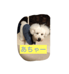 beenotorio（個別スタンプ：5）