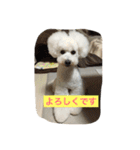 beenotorio（個別スタンプ：8）