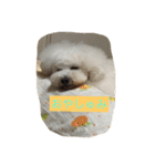 beenotorio（個別スタンプ：10）