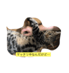 レオ様とおじいちゃん、ときどきあたち。（個別スタンプ：4）