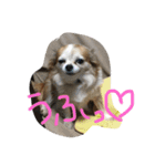 レオ様とおじいちゃん、ときどきあたち。（個別スタンプ：7）