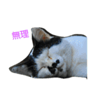 Street cats 2（個別スタンプ：2）