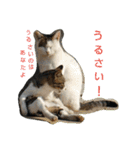 Street cats 2（個別スタンプ：3）