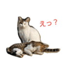 Street cats 2（個別スタンプ：4）