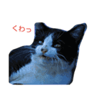 Street cats 2（個別スタンプ：5）