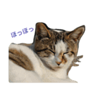 Street cats 2（個別スタンプ：6）