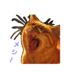Street cats 2（個別スタンプ：7）