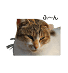 Street cats 2（個別スタンプ：8）