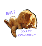 Street cats 2（個別スタンプ：9）