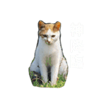 Street cats 2（個別スタンプ：10）