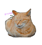 Street cats 2（個別スタンプ：11）