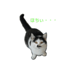 Street cats 2（個別スタンプ：13）