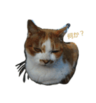 Street cats 2（個別スタンプ：14）