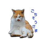 Street cats 2（個別スタンプ：15）