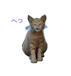 Street cats 2（個別スタンプ：16）