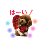 プードルの気持ちパート2（個別スタンプ：2）