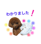 プードルの気持ちパート2（個別スタンプ：6）