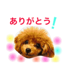 プードルの気持ちパート2（個別スタンプ：14）