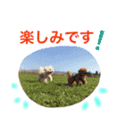 プードルの気持ちパート2（個別スタンプ：17）