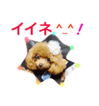 プードルの気持ちパート2（個別スタンプ：18）