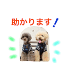 プードルの気持ちパート2（個別スタンプ：20）