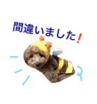 プードルの気持ちパート2（個別スタンプ：29）