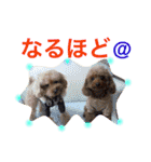 プードルの気持ちパート2（個別スタンプ：30）