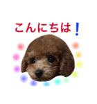 プードルの気持ちパート2（個別スタンプ：32）