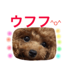 プードルの気持ちパート2（個別スタンプ：39）