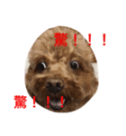 Puppy family -- Panda (1)（個別スタンプ：1）