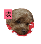 Puppy family -- Panda (1)（個別スタンプ：3）