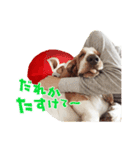 ぼくはバセット党（個別スタンプ：5）