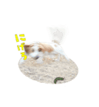 ぼくはバセット党（個別スタンプ：6）
